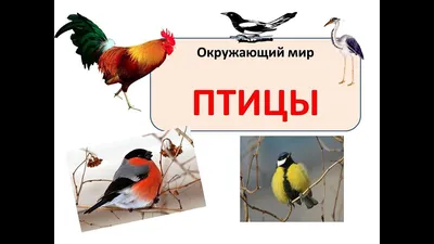 Длинные перья натуральное перо диких птиц хвост фазан орел: 5 грн. -  Поделки / рукоделие Николаев Жовтневый на Olx