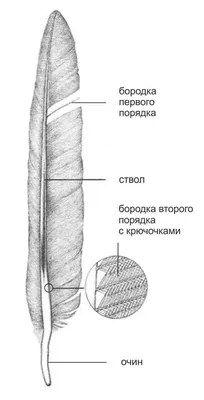 Перья птиц. Какие бывают и зачем они нужны