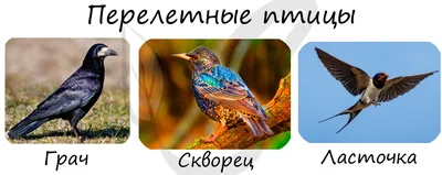 ⬇ Скачать картинки Перо птицы, стоковые фото Перо птицы в хорошем качестве  | Depositphotos