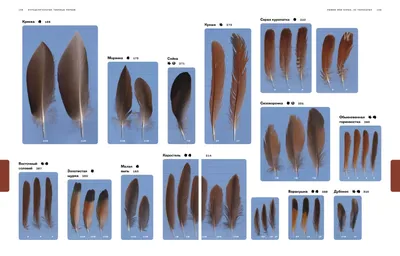 Перья. Большая российская энциклопедия