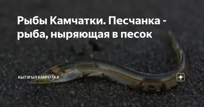 Песчанковые (Ammodytidae) рыбы фото, строение, размеры, среда обитания,  размножение, питание, внешний вид, реферат доклад для школы класса  песчанковые рыбы