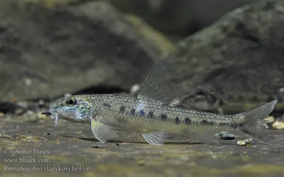 Заповедная Мордовия - Пескарь белоперый – Romanogobio albipinnatus  (Lukasch, 1933)