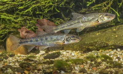 Пескарь в ареале Амударья нижнее течение