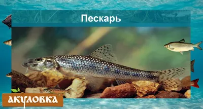 Пескарь обыкновенный - П - Реальная русская рыбалка на 1505 рыб - World of  Fishers