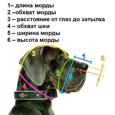 Интересные изображения с петлей у собаки - скачать бесплатно