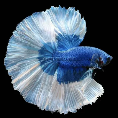 Особенности содержания бойцовых рыбок-петушков (Betta splendens)