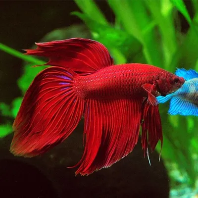 Петушок Халф Мун (Betta splendens Over Halfmoon) | Интернет магазин ГиперЗоо