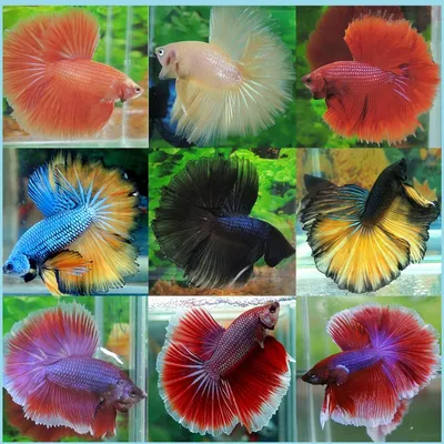 Петушок Сиамский Синий Betta splendens - Рыбки - Nano Fish