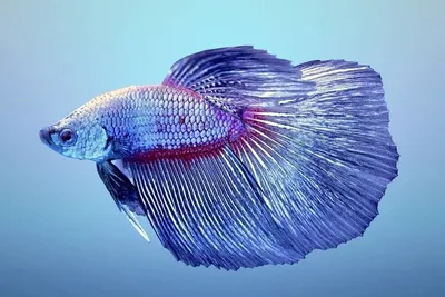 Петушок Сиамский Синий Betta splendens - Рыбки - Nano Fish