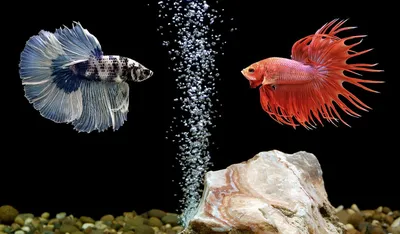 Особенности содержания бойцовых рыбок-петушков (Betta splendens)