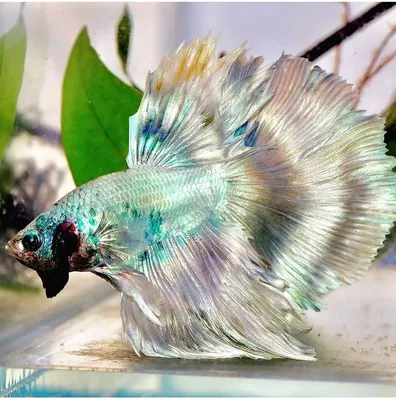 Аквариумная рыбка Петушок коронохвостый самец (Бойцовая рыбка) - Betta  splendens в Екатеринбурге - Интернет-магазин AlexAquaShop.ru