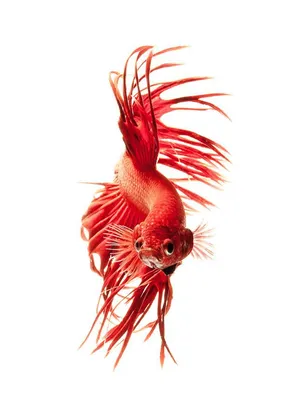 Рыбка Петушок (Betta splendens): купить самца и самочку Петушка в  Челябинске | Аква Блюз