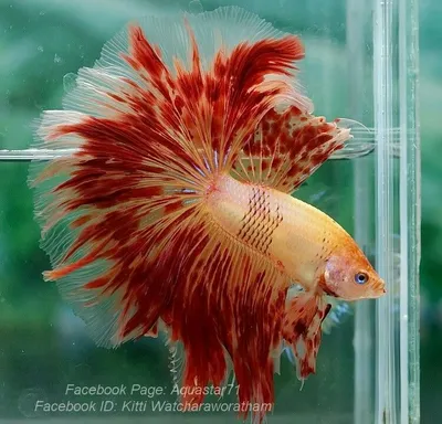 Петушок Красный Королевский Crown taill Betta - Рыбки - Nano Fish