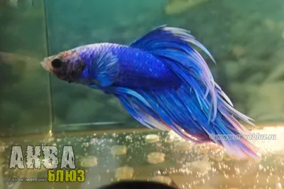 Петушок Халф Мун (Betta splendens Half Moon) купить недорого в Москве |  Амигофиш