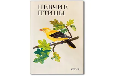 Певчие ПТИЦЫ. Пение птиц для сна. ОРНИТОТЕРАПИЯ ЛЕЧЕБНОЕ ПЕНИЕ ПТИЦ.  Соловей, Дрозд. Релакс - YouTube