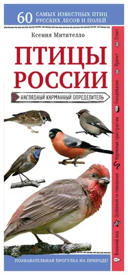 Певчие птицы.Определитель голосами птиц Издательство АСТ 100238285 купить в  интернет-магазине Wildberries