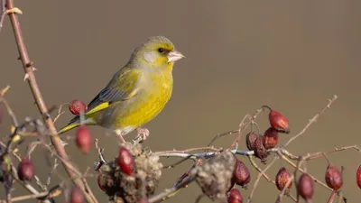 38 forest birds and their voices / Mini bird voice detector #Birdsong -  YouTube