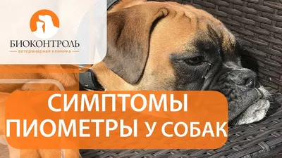 Пиометра у собак: фотографии разных размеров