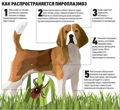 Фотографии Пироплазмоза у собак: изысканный выбор