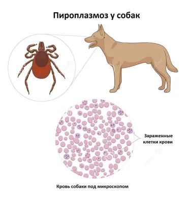 Бесплатные фотографии Пироплазмоза у собак для скачивания