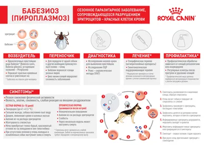 Вдохновляющие картинки Пироплазмоза у собак