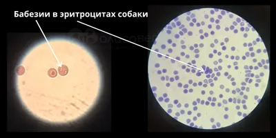 Уникальные картинки Пироплазмоза у собак