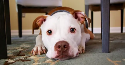 Pitbull собака: яркие и эмоциональные фотографии