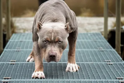 Фото pitbull собаки: коллекция красивых картинок
