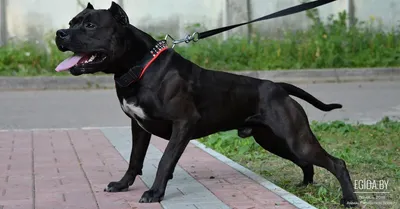 Скачать фото pitbull собаки: доступно во всех форматах
