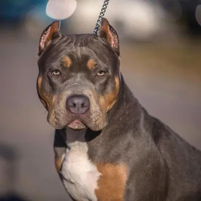Уникальные изображения pitbull собаки: разнообразие форматов