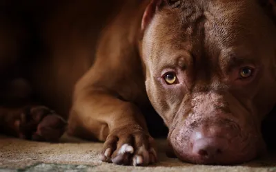 Фото pitbull собаки: яркие и красочные картинки