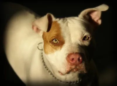 Скачать фото pitbull собаки: изображения в png формате