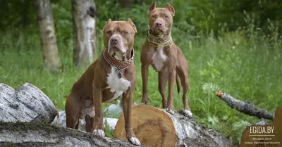 Pitbull собака: красивые фото для различных целей