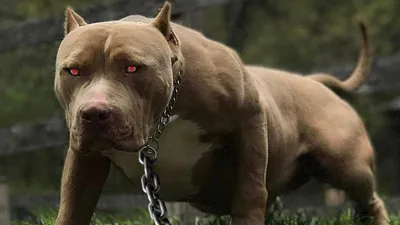 Скачать бесплатные картинки pitbull собаки разного размера