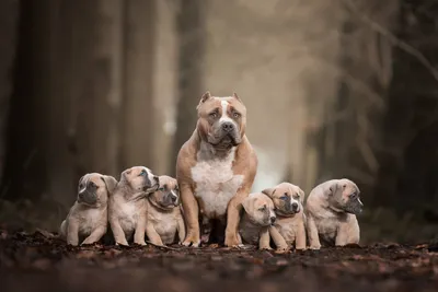 Изображения pitbull собаки: качественные фотографии выбранного размера