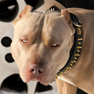 Pitbull собака: фоновые обои с красивыми изображениями