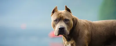 Фото pitbull собаки: изображения в стиле фоновых обоев