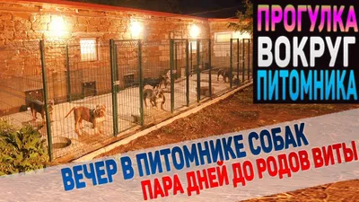 Загляните в мир питомников для собак: фантастические снимки