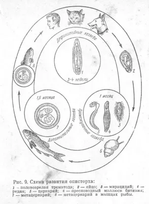 Картинки плоских глистов у собак для печати