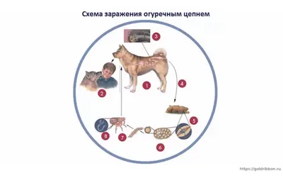 Изображение плоских глистов у собак в формате png с прозрачностью