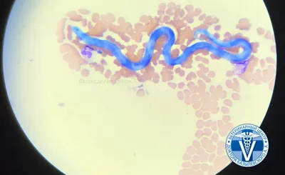 Подкожный дирофиляриоз у собак: изображения на странице категории Собаки