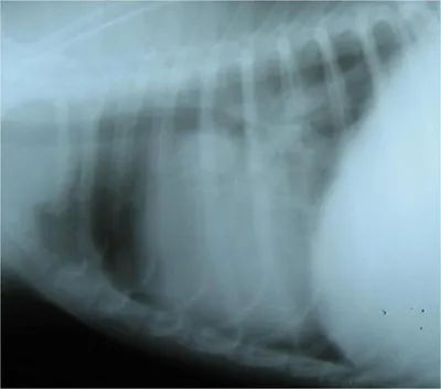 Фотографии подкожного дирофиляриоза у собак: обновленная категория