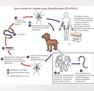 Фото с подкожным дирофиляриозом у собак: изображения для анализа