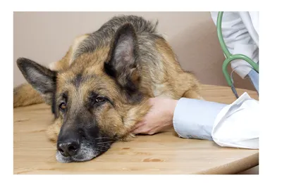 Фотофон с собакой, страдающей от подкожного дирофиляриоза