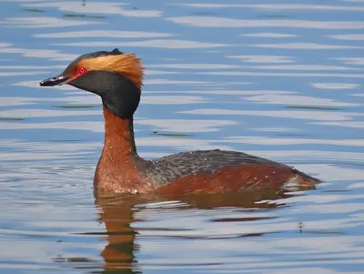 Черношейная поганка - eBird