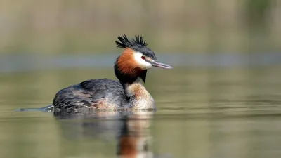 Серощёкая поганка - eBird