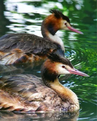 Красношейная поганка - eBird