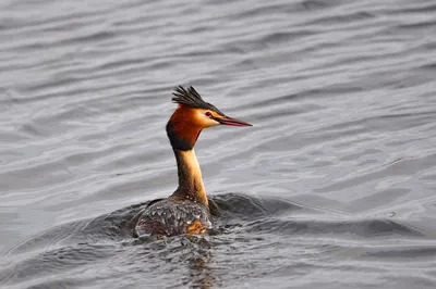 Малая поганка Tachybaptus ruficollis Little Grebe