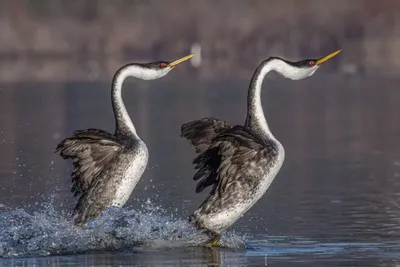 Малая поганка - Tachybaptus Ruficollis - Visit Belek