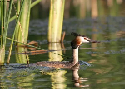 Чомга или большая поганка (Podiceps cristatus). Подробное описание  экспоната, аудиогид, интересные факты. Официальный сайт Artefact